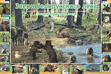 Звери белорусского леса (А1)