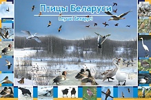Птицы Беларуси (А1)