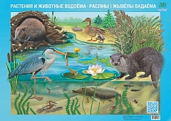 Плакат "Растения и животные водоёма. Расліны і жывелы вадаёма"